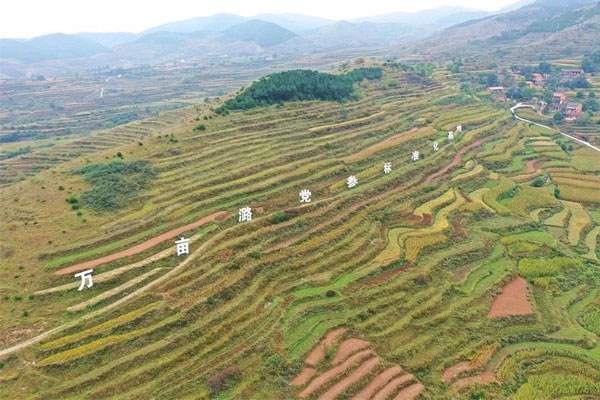 sunbet中药材莳植基地