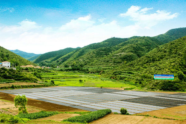 sunbet中药材莳植基地