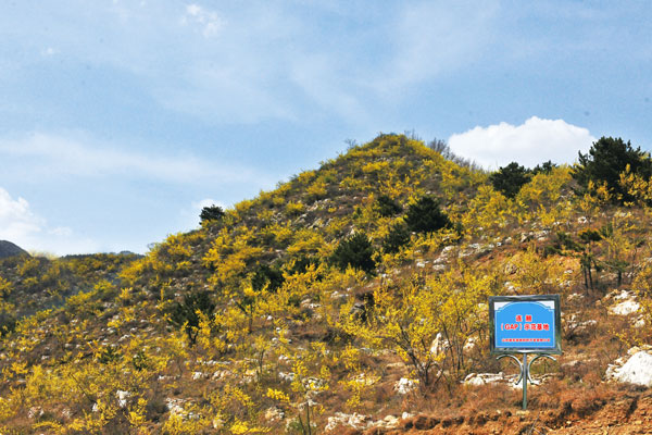 山西sunbet道地药材开发有限公司连翘树模基地